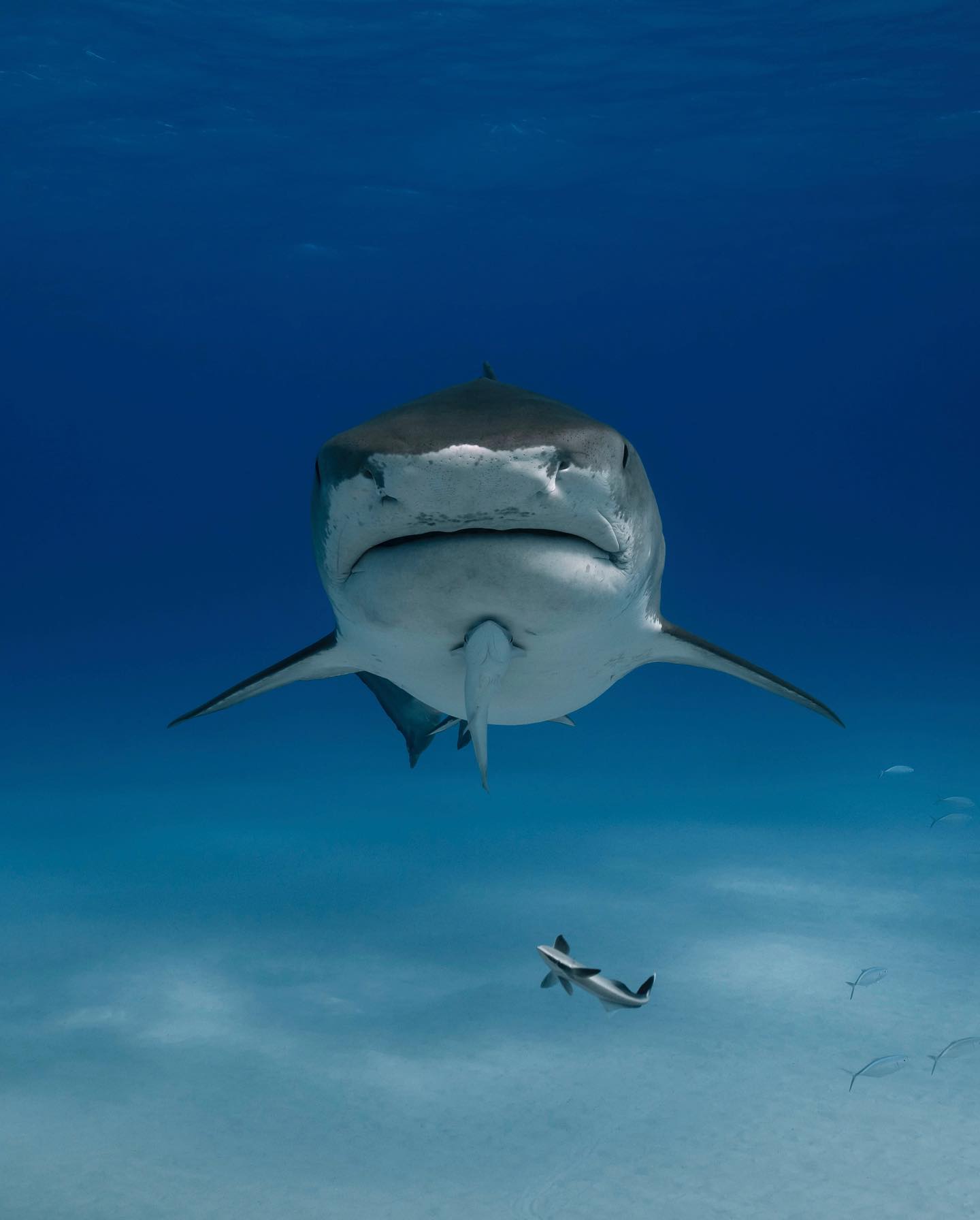 Tiger sharks are named for their distinctive striped skin, which fades as the shark matures. They can grow to large sizes, commonly reaching 10-13 feet, with some females even reaching 16 feet.
Tiger sharks are known for eating a wide variety of prey - including fish, sea birds, sea snakes, dolphins, sea turtles, rays and other sharks - and even terrestrial prey where they can reach them like cats, dogs, and rats. Tiger sharks are also known as garbage eaters - license plates, oil cans and tires have been found in their stomachs.
The only known recorded natural predator of tiger sharks are orcas. However, tiger sharks are targeted by humans for their fins, flesh, and liver, leading to their status as a near threatened species.
Atlantic tiger shark populations have been shown to migrate, spending their winters in the Caribbean, and summers in the mid-Atlantic, including the Sargasso Sea and Bermuda. The Bermuda Tiger Shark Project has allowed researchers to tag sharks and track their migration, and has revealed that most sharks that visit Bermuda are adult males.
Tiger sharks also occur in the Thermal Dome, along with many other notable species, including the endangered hammerhead, and vulnerable thresher shark.