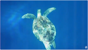 Snapshot Airport Video MarViva